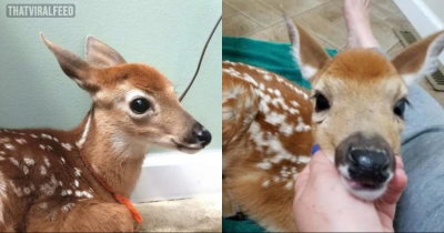 Woman Leaves Back Door Open During Storm, Finds 3 Deer Huddled In Living Room