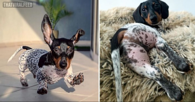 Meet "Moo", A Dachshund Puppy That Looks Like A Cow