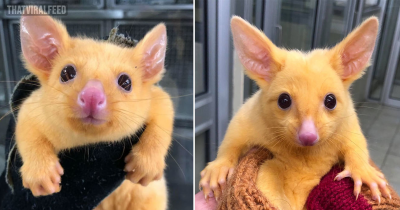 Rare Golden Possum Rescued By Australian Veterinary Clinic Looks Like Pikachu