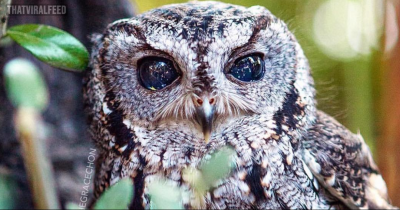 Rescued Blind Owl Named ZEUS Has Stunning Eyes That Look Like The Galaxy