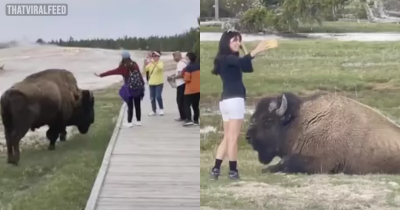 Tourists Narrowly Escape Being Gored After 'Trying To Pet' Bison For Selfies Despite Calls To Stop