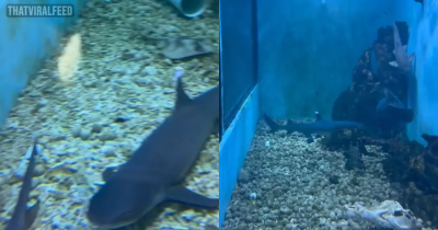 Man Who Installed Shark Tank In His Living Room Hits Back At People Who Say It's Animal Cruelty