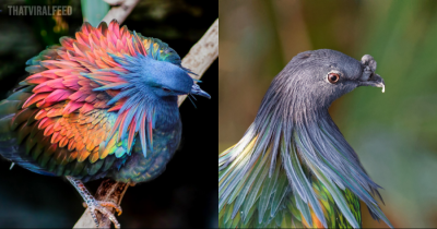 The Stunning Nicobar Pigeon Dazzles With Its Beautiful Colors