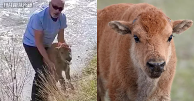 Man Fined After Touching Baby Bison At Yellowstone Which Was Later Put Down