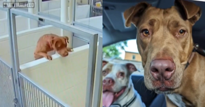 Dog Scales The Wall Of Her Shelter To Be With Her Best Puppy Pal