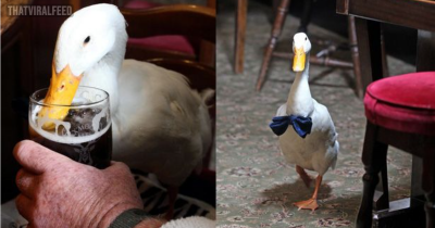 Duck Wearing Bow-Tie Walks Into Pub, Drinks Pint, Fights Dog, Loses