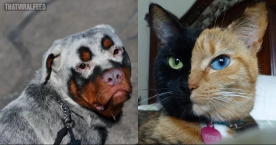 13 Animals With Such Amazing Characteristics That They Will Leave You Stunned