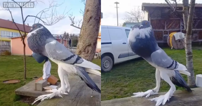 &lsquo;Mutant Pigeon&rsquo; With Giant Feet Is Leaving People Seriously Disturbed