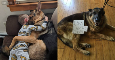 Wholesome And Uplifting Animal Pictures That Will Warm Your Heart