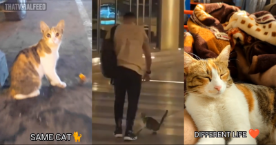 A Surprising Encounter Leads a Homeless Kitten to a New Home