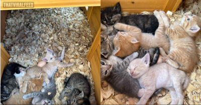 Woman Checks Chicken Coop And Finds Unexpected Babies Inside