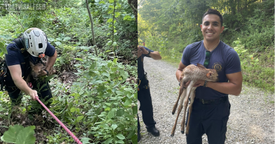 Baby Deer Struggling In Lake Atalanta Rescued By Rogers Fire Department