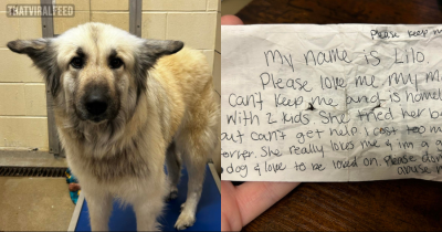 Heartbreaking Note Found On Collar Of Dog Wandering Alone