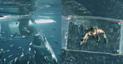 Diver Miraculously Survives Terrifying Moment 16ft Shark Smashed Into Glass Tank