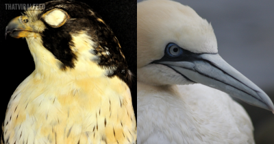 Flight and Dive Secrets: Falcon Nostrils and Gannets' Nostril-less Mystery