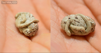 This Baby Chameleon Is Only Seconds-Old And Charmingly Believes It Is Still Inside Its Egg