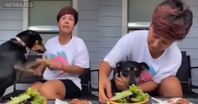 Woman Tries To Prove That Her Pet Does Not Eat Meat, Fails Spectacularly