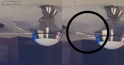 Heart-Stopping Moment Snake Emerges From Ceiling Fan &mdash; And Pounces