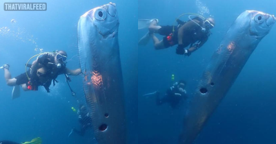 Divers Capture Rare 6-Foot Fish Riddled With Holes Sparking Terrifying &lsquo;Doomsday&rsquo; Theory