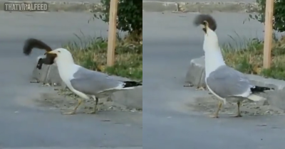 Sickening Video Shows Seagull Devouring Squirrel Whole, Revealing Versatile Feeding Habits