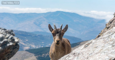Wild Goat Pushes Woman Off Cliff In Spain, Then Knocks Her Friend Unconscious