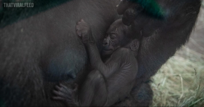 Shock Twist at Columbus Zoo as &lsquo;Male&rsquo; Gorilla Gives Birth to a Baby Girl