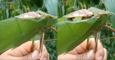 Malaysia's Giant Katydid May Look A Bit Frightening But They Are Gentle