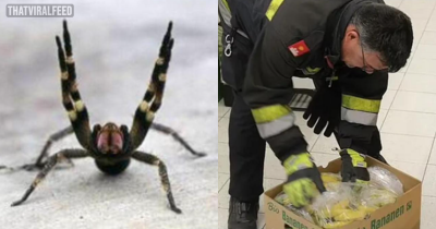 Supermarket Closed Down Over Fears About Spider That Can Cause Long, Painful Erections