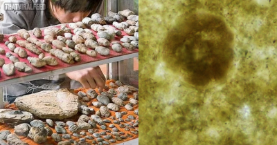 Scientists Have Opened 200 Million-Year-Old Parasite Eggs Found In Ancient Predator