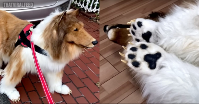 Japanese Man Who Spent $14K To Become A Collie Says His Family Accepts It