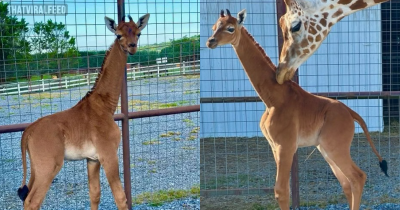 World's Only Spotless Giraffe Has Been Born At Zoo In US