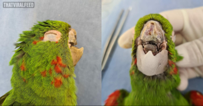 This Parrot Got A Second Chance At Life After Getting New Prosthetic Beak