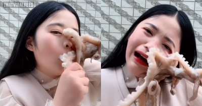 Vlogger&rsquo;s Attempt To Eat Live Octopus On Livestream Immediately Backfires