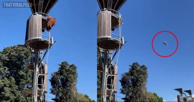 Orangutan At Perth Zoo Evicts An Unwanted Possum From Its Treehouse By Launching It Off The Platform