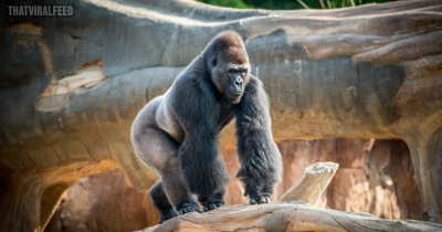 Parents Left In Shock After Gorillas Start Mating In Front Of Kids At Zoo
