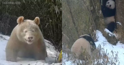 The Worlds Only All-White Panda Has Been Spotted On Camera Trying To Interact With Others