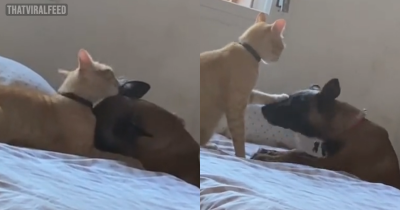 Cat Bully Has Sudden Change Of Heart After His Dog Sibling Falls Sick