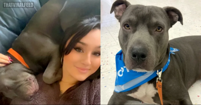 Woman Thought Dog Wasn&rsquo;t Listening To Her But Realised He Only Understands Spanish