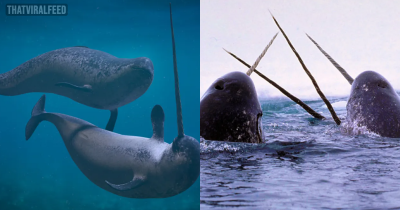 The Dark Reason Why You Never See Narwhals In An Aquarium