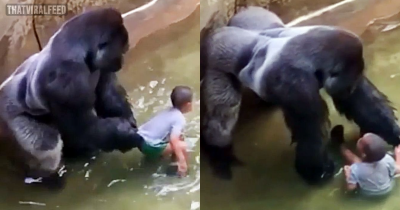 Family Of Boy Who Fell Into Harambe&rsquo;s Enclosure Had To &lsquo;Go Into Hiding&rsquo; After Backlash