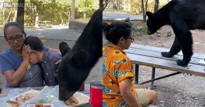 Startling Moment Bear Jumps On Table And Gatecrashes Family&rsquo;s Picnic