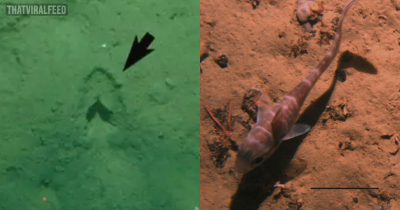 Mystery Of &lsquo;Hoof Prints&rsquo; At The Bottom Of The Sea May Finally Be Solved