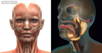 Scientists Accidentally Discovered A New Organ In The Human Body