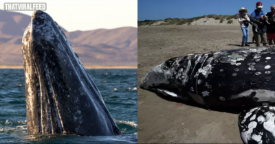 Mystery Behind Why 2,000 Gray Whales Died On The Same Coast Has Finally Been Solved