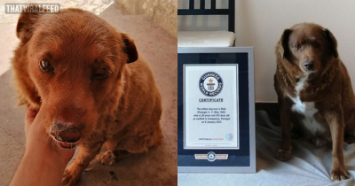 World's Oldest Dog Has Died Just Months After His Birthday