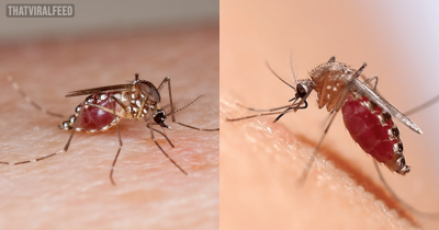 When A Mosquito Can&rsquo;t Stop Drinking Blood, The Result Isn&rsquo;t Pretty