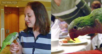 How Hero Parrot Saved Baby Who Was Choking On Her Breakfast