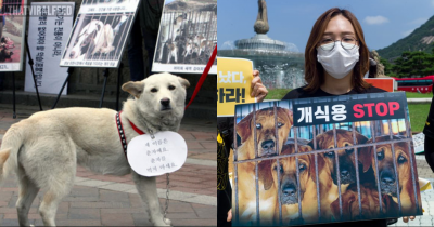 South Korea To Introduce New Rule Which Would Ban Dog Meat