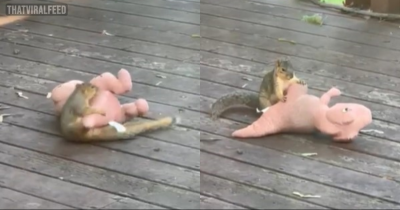 Guy Looks Out Window And Sees Someone Having A Blast With His Dog's Plushie Dinosaur