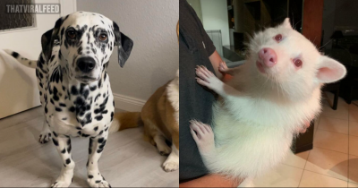 30 Of The Rarest Genetic Mutations Ever Spotted In Pets